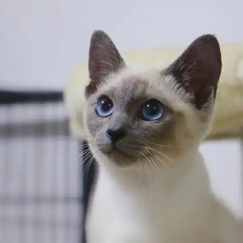 蓝重点暹罗猫四月龄妹妹重新找家长