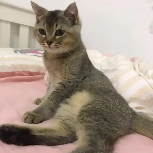 河组第二届cat48总决选中报结果更新在第15页小偶