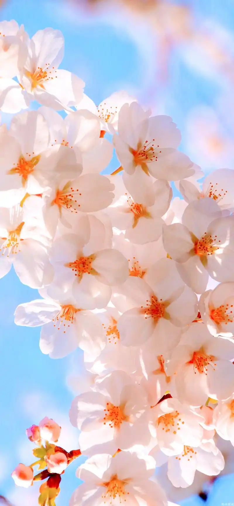 花卉壁纸|浪漫的不是我,是郁金香呀