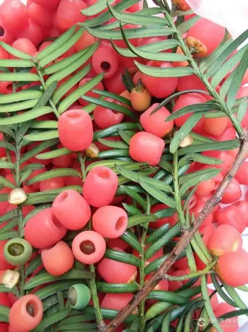 出售红豆杉鲜果子