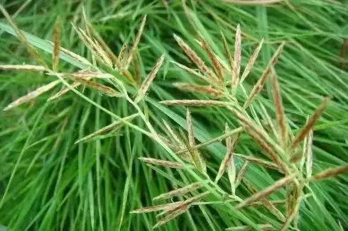 小麦田常见的莎草科杂草有这几种,你认识它吗?