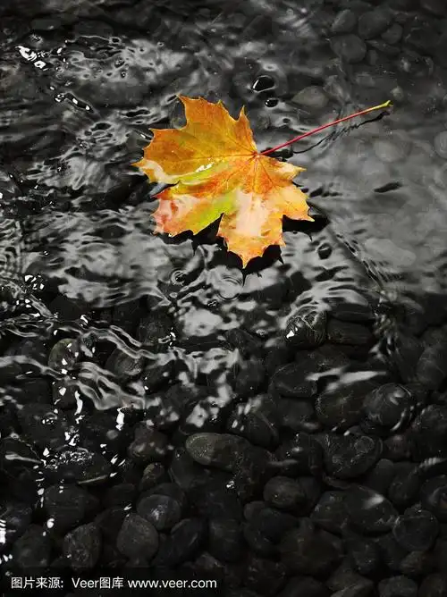 一片浮在水上的枫叶