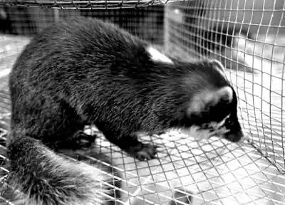 图为在福州市一家酒店里查获的果子狸. 新华社发