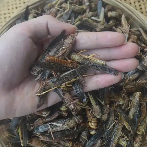 精品新鲜速冻蝗虫蚂蚱东亚飞蝗顺丰