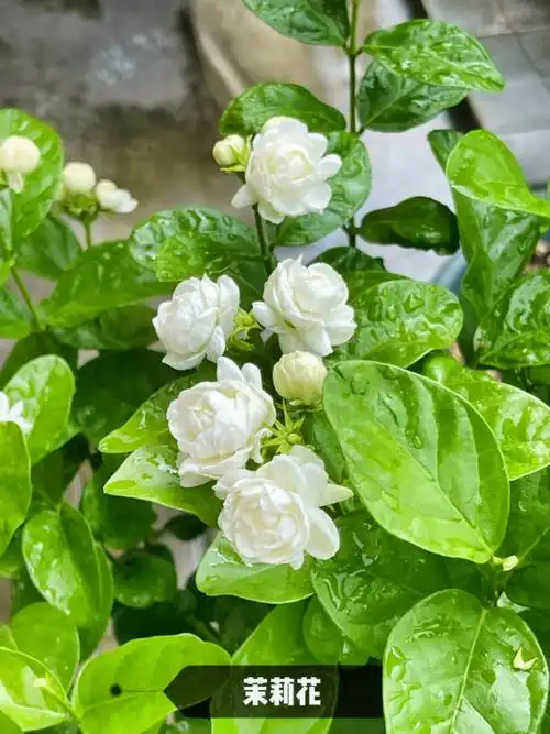 "国内十种象征爱情的花"1,玫瑰 红色代表:热情和浪漫 粉色 - 抖音