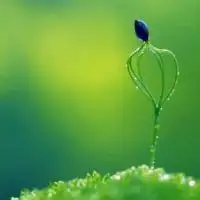 充满生机的绿色,风景头像图片-回车桌面