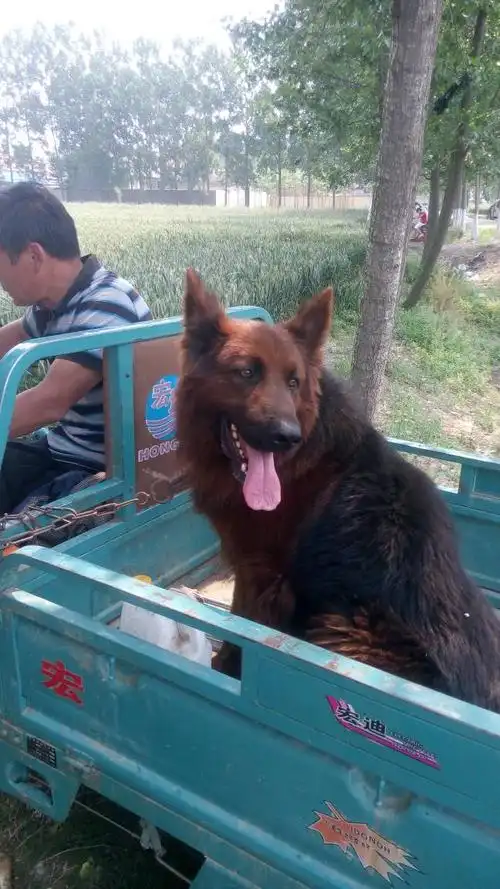 追问 牧羊犬和红狮牧羊犬交配好吗 回答 不好!