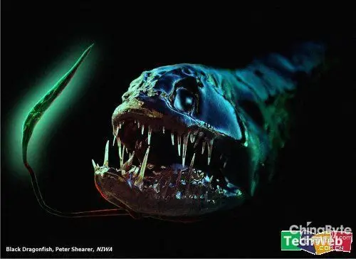 盘点令人恐惧的深海生物 日本现8米巨型乌贼