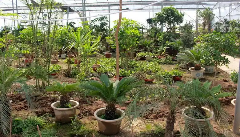 巷道镇花卉市场升温绿植盆栽走俏