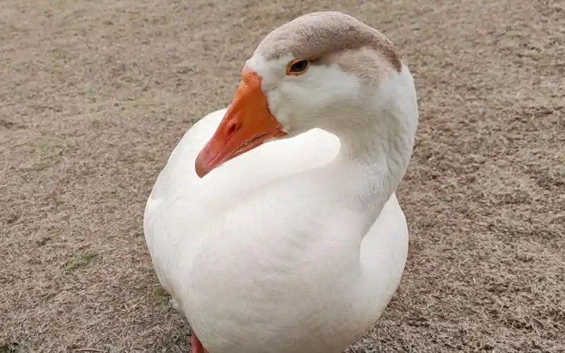 大鹅看着我,看着我,竟然就睡着了!