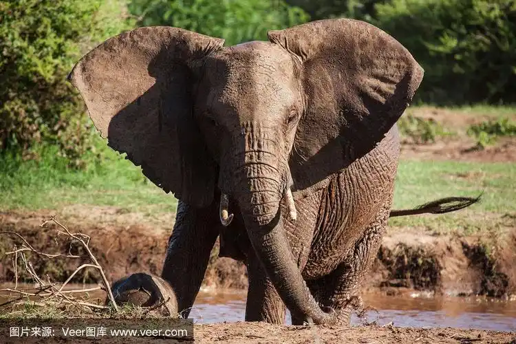 大象正在张开她的大耳朵