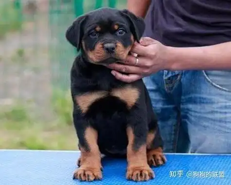 狗界最"忠心"的5种狗,绝不会忘恩负义,养过的人都说真香!