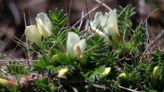 鬼箭锦鸡儿本草美图