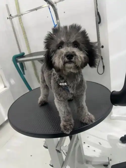 五个月的灰泰迪