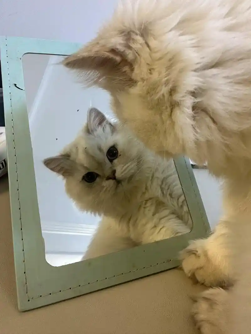 小猫照镜子的时候会觉得自己跟妈妈不一样吗 镜子里的小猫有毛茸 - 抖