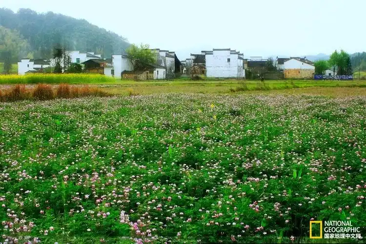 春天的婺源,漫及天涯的油菜花组成美丽清新的田园诗画!