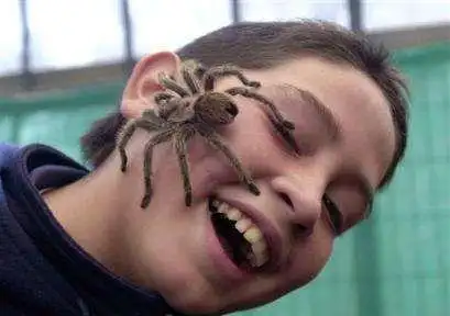 狼蛛的绒毛并不是万能,其对某些动物几乎不起任何作用.