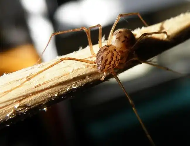 家养的蜘蛛会pose