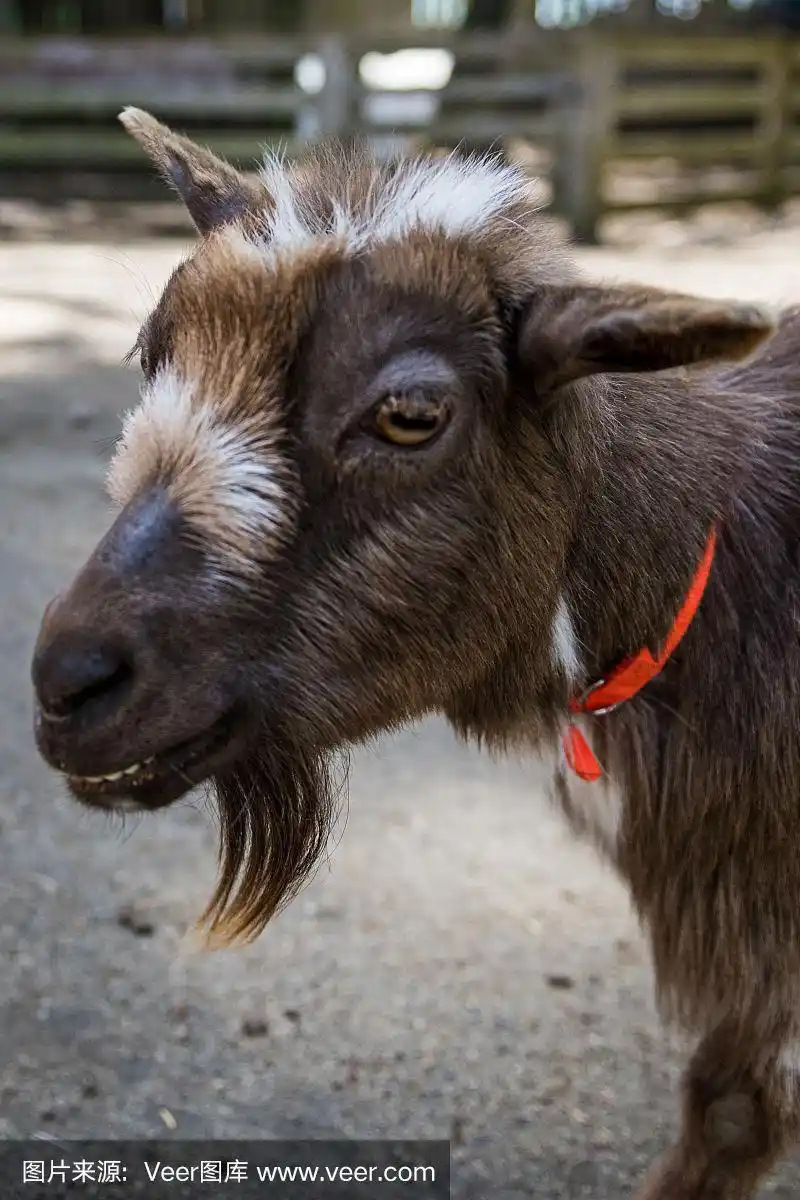 山羊胡须的特写镜头