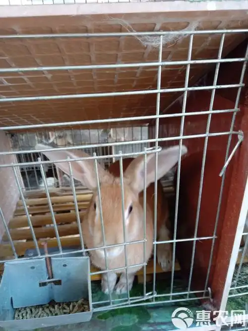 虎皮黄兔 种兔