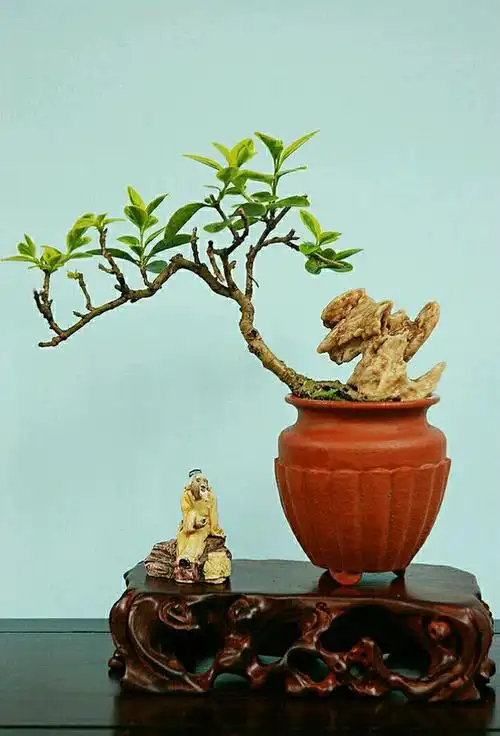 误佳期一一金叶女贞