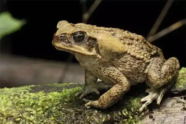 非法捕捉收购"癞蛤蟆" 10名被告人分别领刑