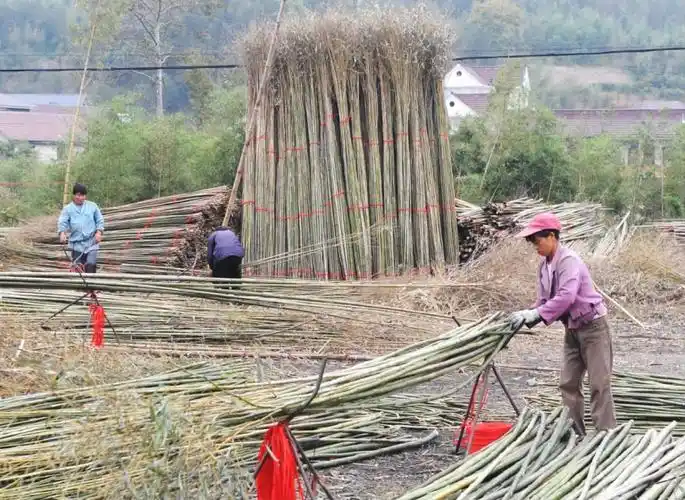 朱湾村腾出空地收购竹子
