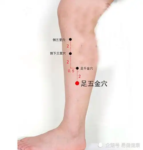 中医健康养生之人体小腿部穴位足五金穴