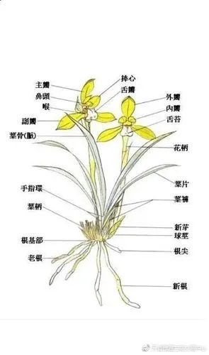 找了很久,找到的兰花的结构图解