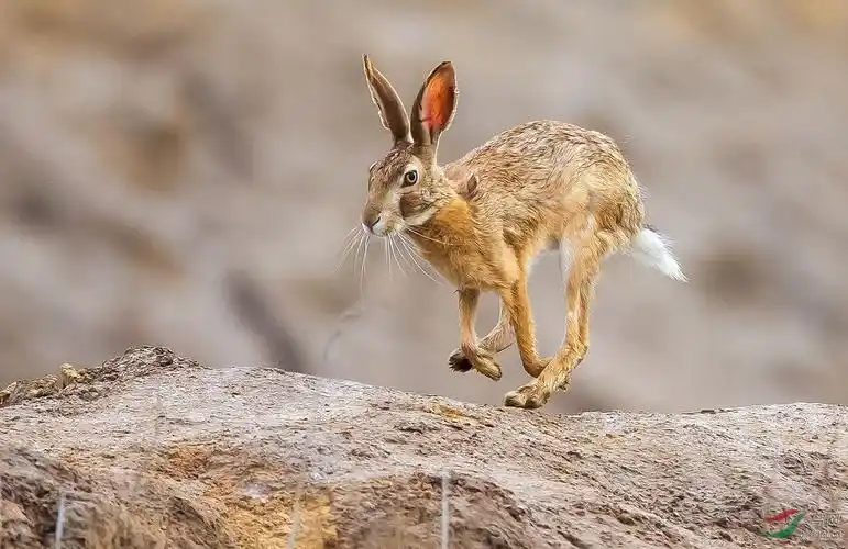《跳跃》--------野兔
