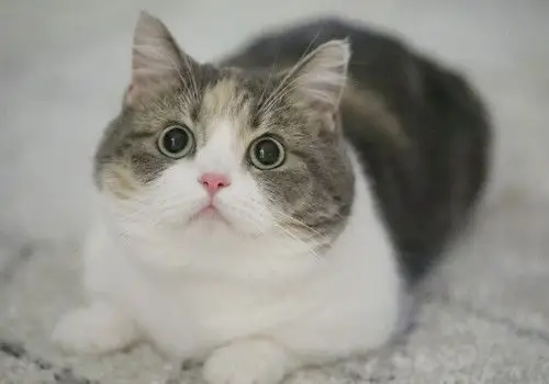 漂亮呆萌猫咪图片_郭斯特家的小萌猫_可爱图片_精品库