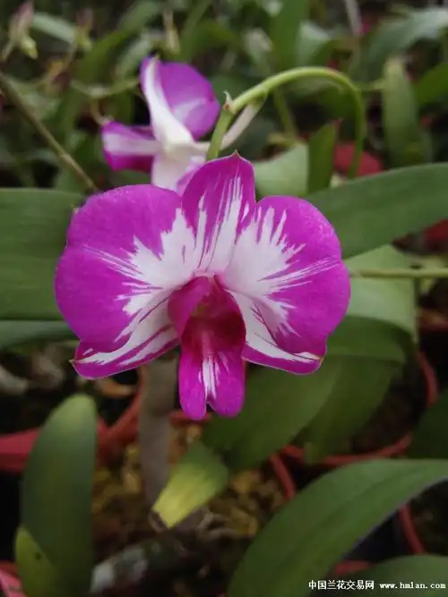 【自然棚日本泼墨石斛带花苞批量上架了】-石斛兰-中国兰花交易网社区