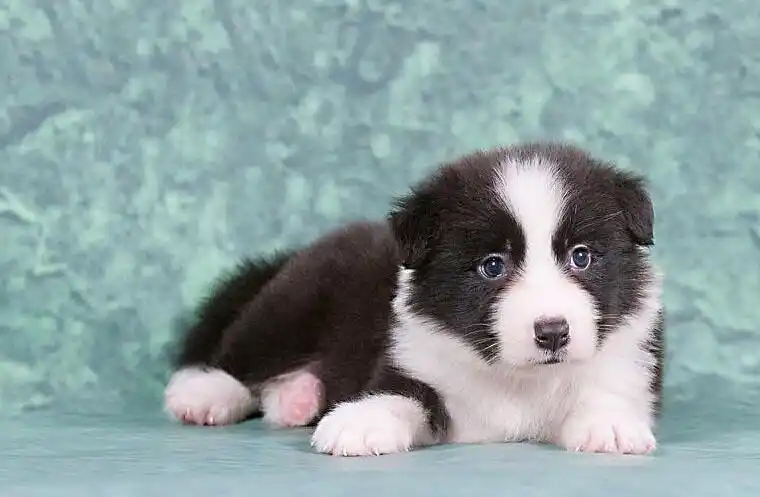纯种边境牧羊犬 专业繁殖边牧幼犬 欢迎上门挑选