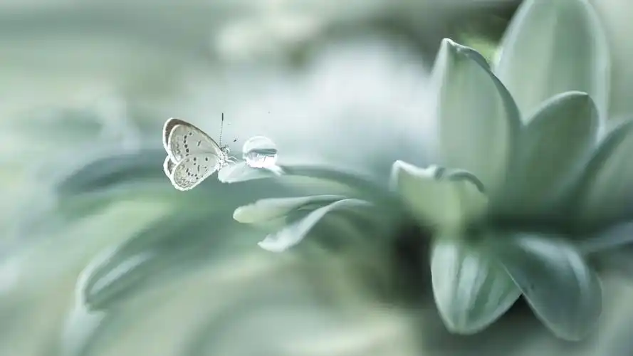 蝴蝶唯美梦幻写真,高清图片,电脑桌面-壁纸族