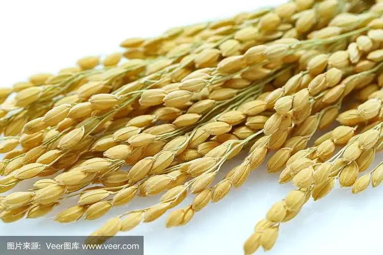 孤立在白色背景上的水稻穗