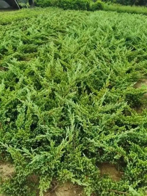 铺地柏苗木长度30公分40公分50公分均有货地被用苗四季常青