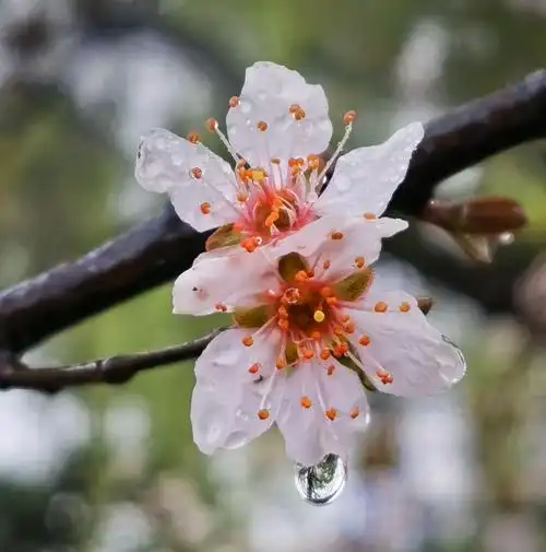 雨中闲拍一一花朵上的雨珠