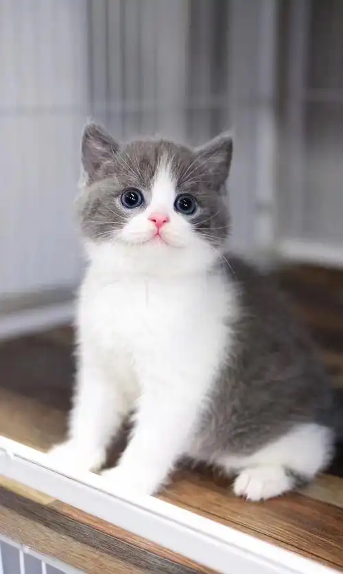 深圳高颜值英短蓝白出窝