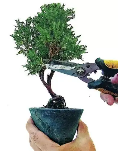 托在手心的微型盆景学会修剪3大技能是关键之关键