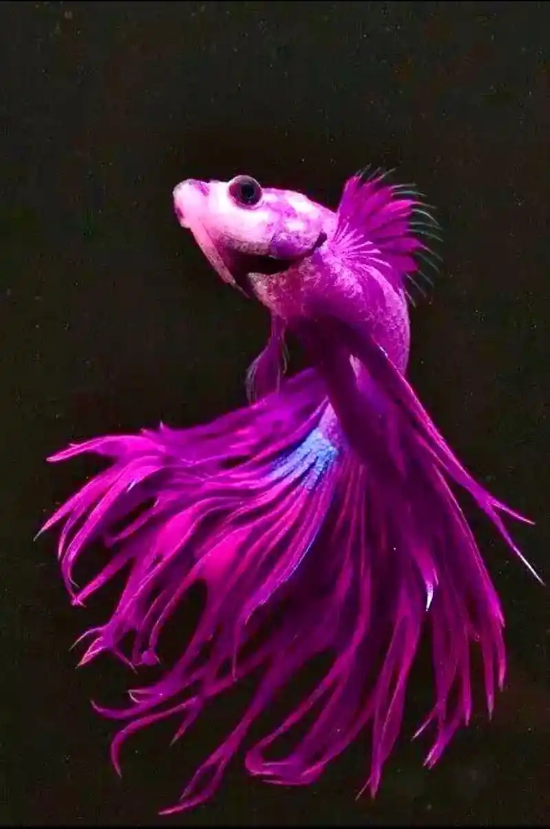 金鱼体态奇特,身才苗条,色彩丰富,浮游水中,偏偏起舞.像是水 - 抖音