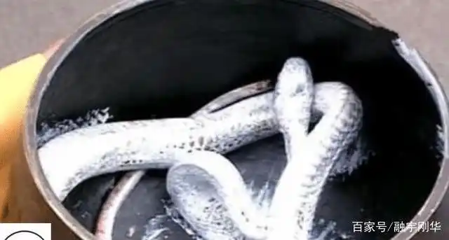 让导演骗了将近30年!新白娘子"白蛇精"用真蛇拍摄,压根没用特效