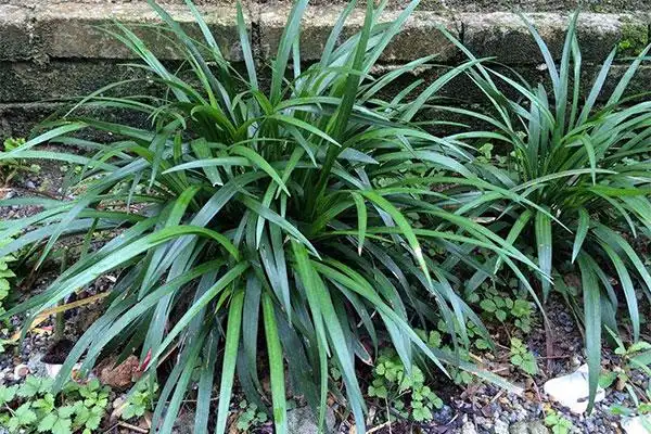 矮麦冬草坪好不好矮麦冬草坪优缺点