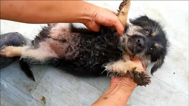 小奶狗浑身蜱虫却玩得很开心,可怜的小家伙,我来给你们驱虫了