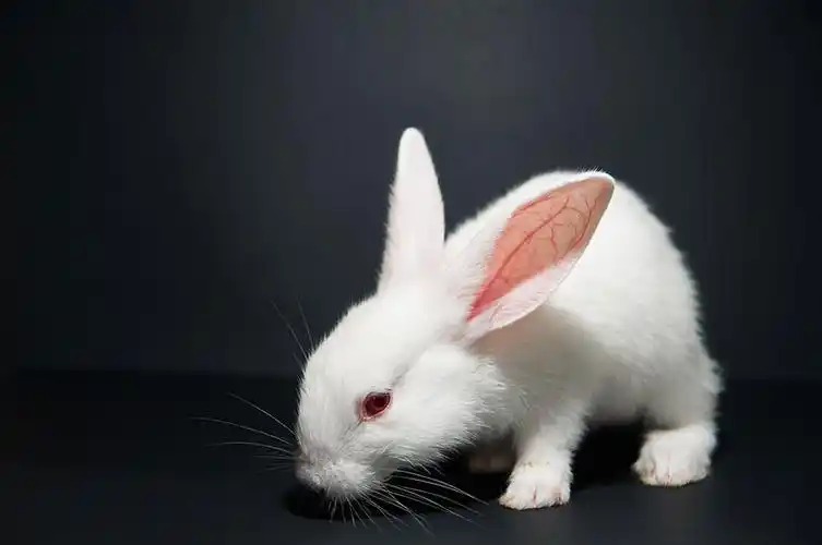 兔子图片_兔子图片大全_全景图片