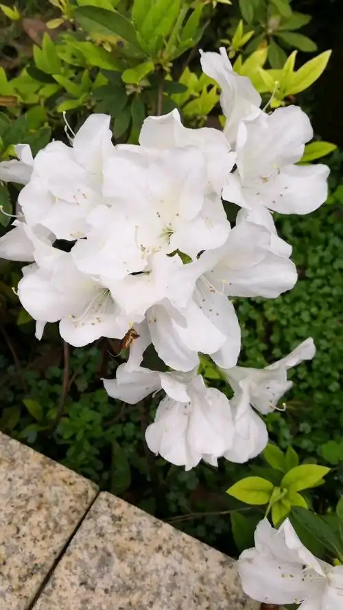 白色杜鹃花,数量很少.