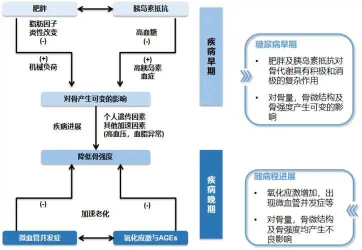 不仅是流行病学数据,发病机制更表明糖尿病和骨质疏松联系紧密.
