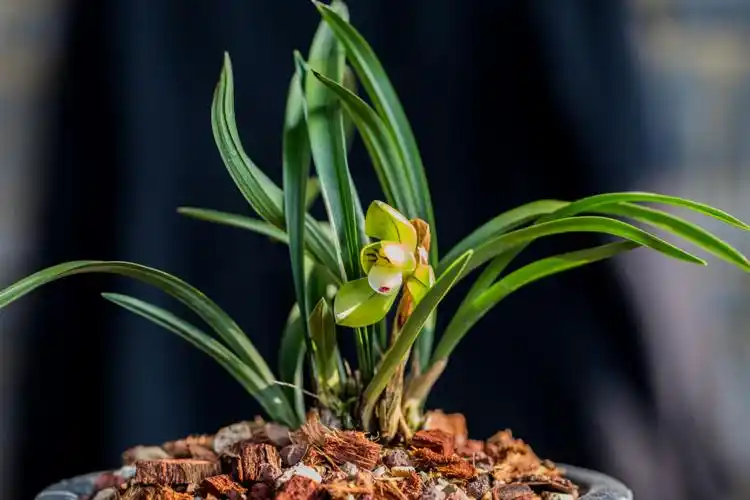 贵州野生兰花珍稀品种(春兰)