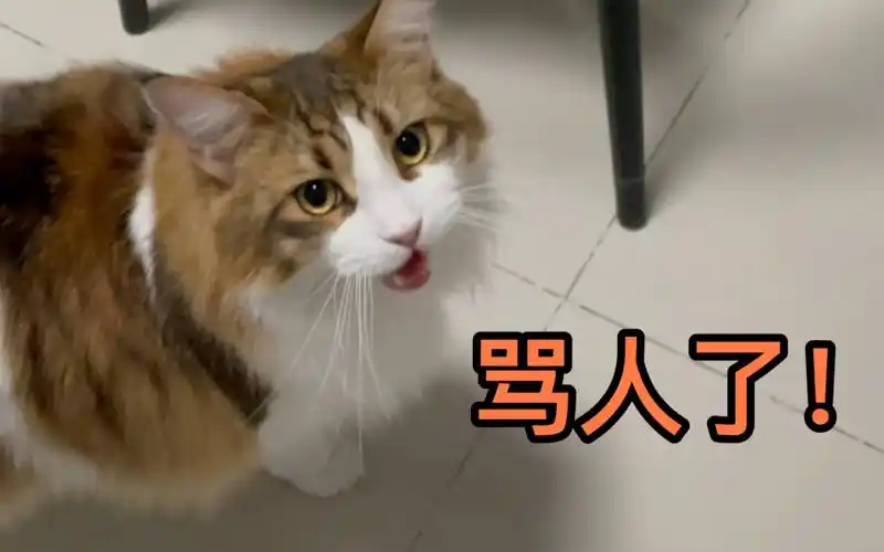 回家晚了,小猫咪又骂人了_哔哩哔哩_bilibili