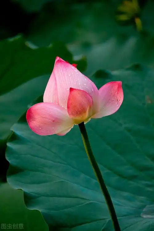 唯美意境风景带句子壁纸