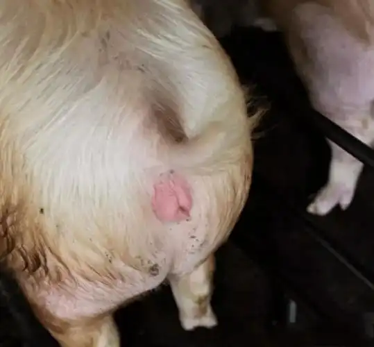 技术提高母猪受胎率你还可以从这些方面入手